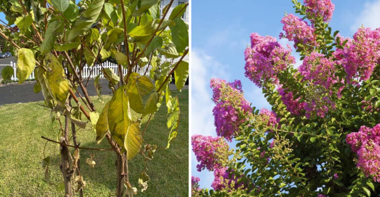 This Is What Georgia Gardeners Keep Getting Wrong With Crape Myrtles And How To Fix It