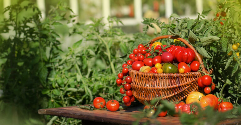 This Is What Keeps Tomatoes Producing Through Massachusetts’ Warmest Summer Days