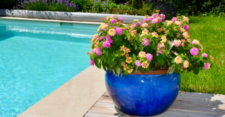 This Is What Lantana Needs When Planted Near A Texas Pool To Keep Blooming All Summer