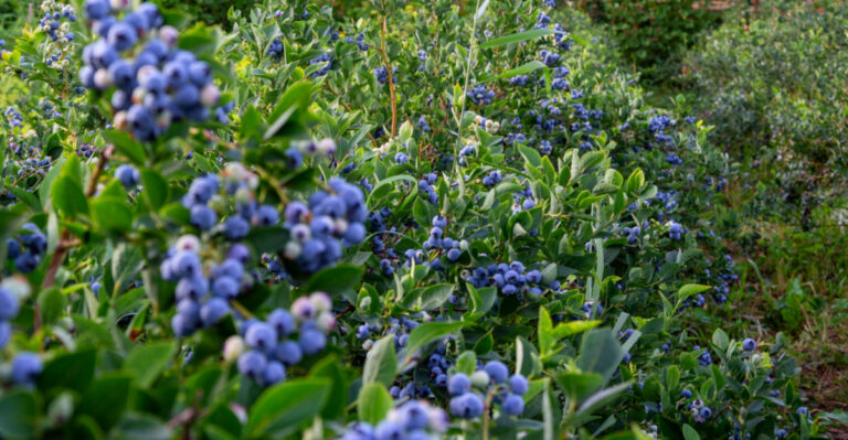 This Is What Pennsylvania Blueberries Need In June For Better Berry Production