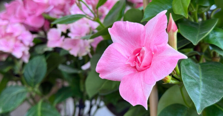 This Is What Texas Mandevilla Needs Before The Heat Gets Brutal