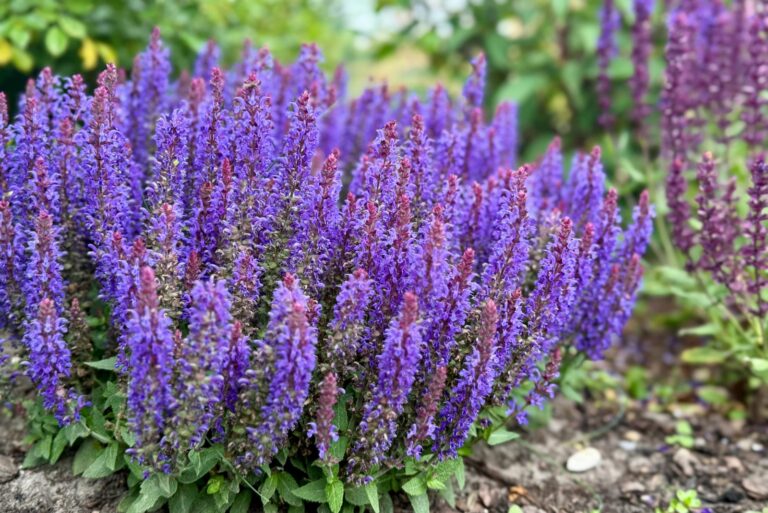 salvia