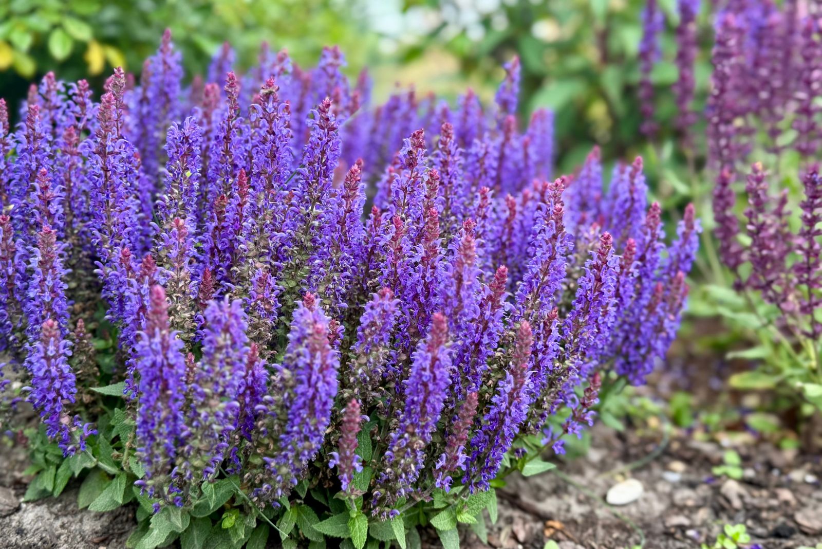 salvia