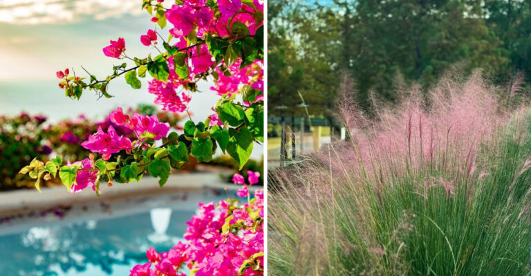 bougainvillea and gulf muhly