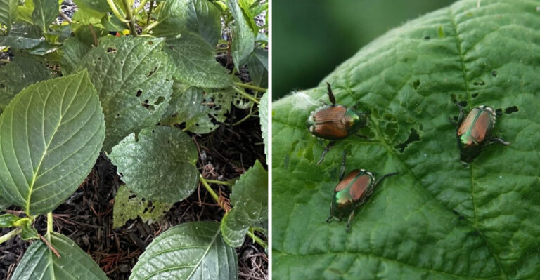 This Is Where Japanese Beetles Do The Most Damage First In Michigan Gardens