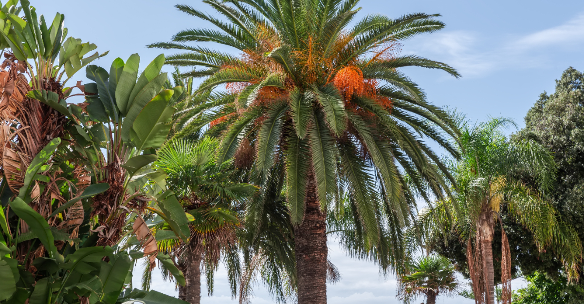 palm tree (featured image)