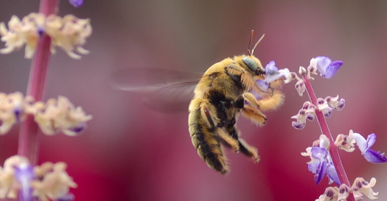 This Is Why Carpenter Bees Are Drawn To Your Illinois Porch Every Spring