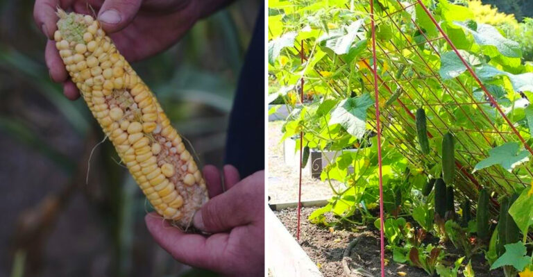 This Is Why Ohio Sweet Corn Disappoints Most Gardeners And What To Grow Instead