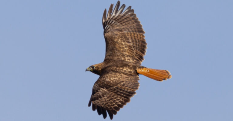 This Is Why Red-Tailed Hawks Keep Appearing In Your North Dakota Yard