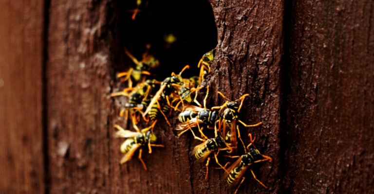 This Is Why Your Iowa Porch Is The First Place Wasps Choose To Start Nesting
