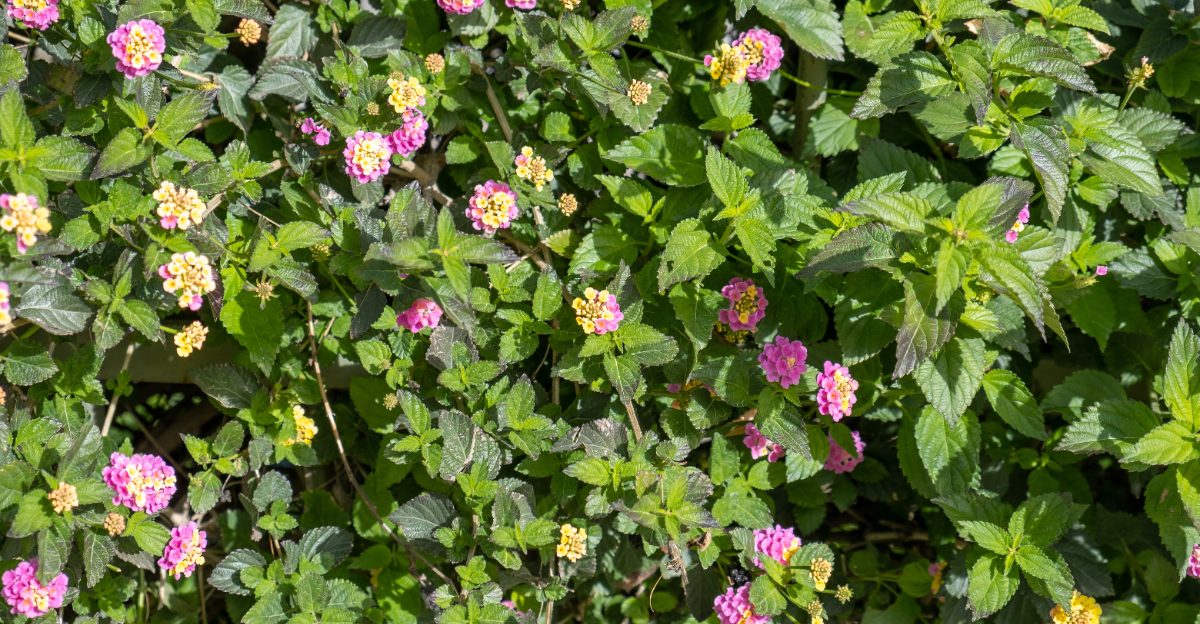 lantana