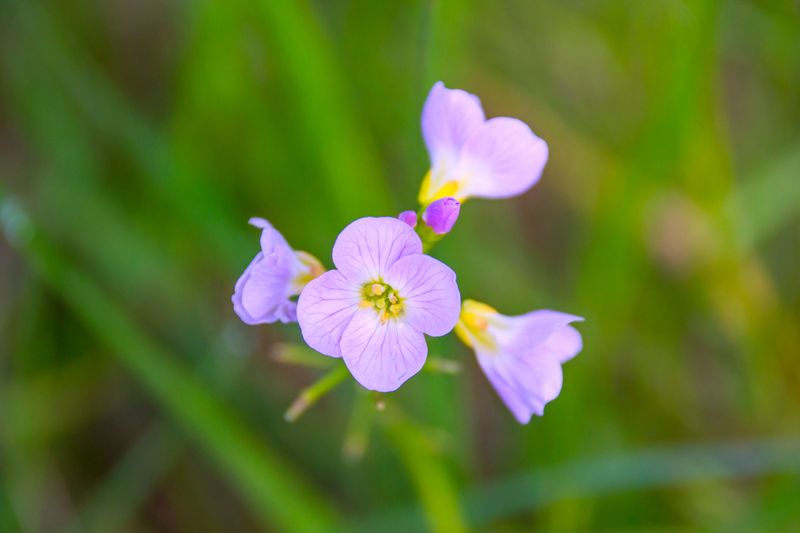 This Little Wildflower Has A Bigger Story Than Most People Realize This Little Wildflower Has A Bigger Story Than Most People Realize
