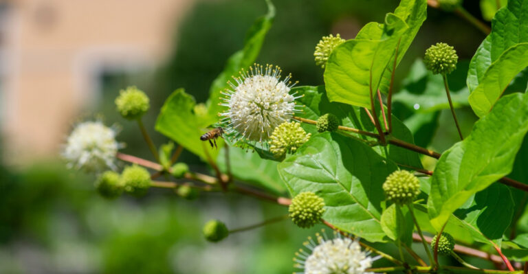 This Low-Maintenance Wisconsin Shrub Looks Stunning Along A Driveway