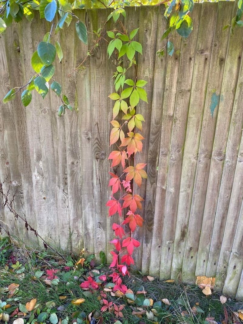 This Michigan Native Can Dress Up A Plain Fence This Michigan Native Can Dress Up A Plain Fence