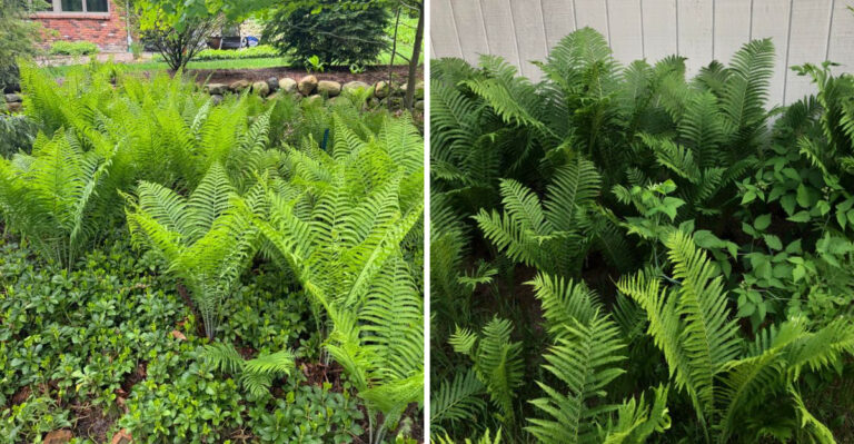 This Michigan Native Fern Moves Into Shady Problem Spots And Solves Them Without Being Asked