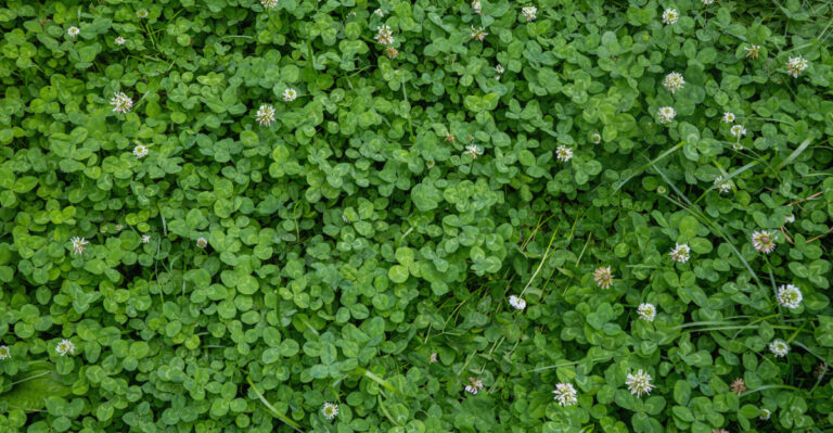 white clover