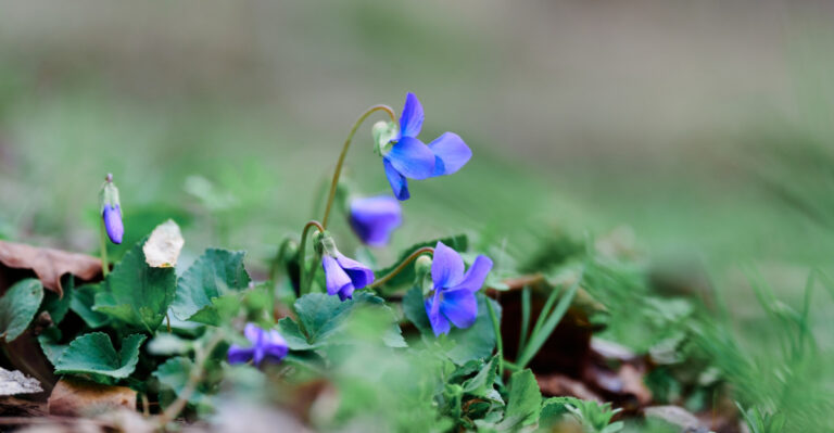 This Minnesota Wildflower Deserves A Spot In Your Lawn And Here Is Why