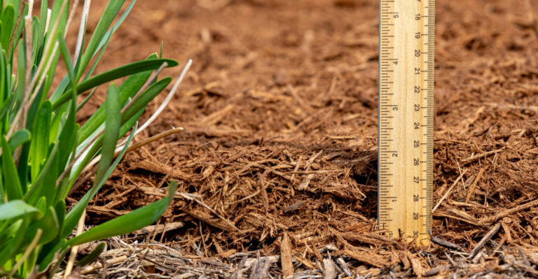 This Mulching Move Is The Reason Virginia Lawns Stay Moist When Everything Else Dries Up