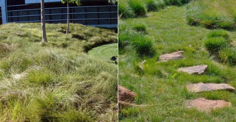 This Native California Groundcover Is Replacing Grass In Front Yards