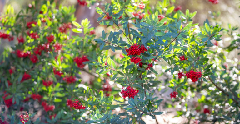 This Native California Shrub Is Replacing Privacy Fences In California Yards