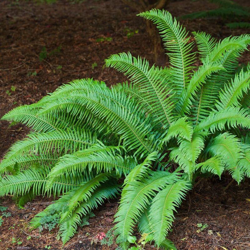 This Native Fern Works Best In Shady Oregon Corners