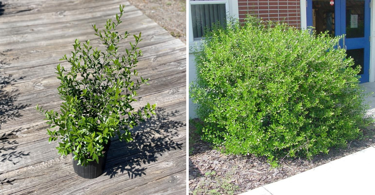Florida privet