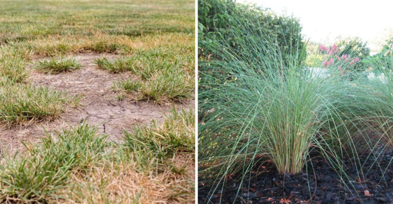 Sand cordgrass