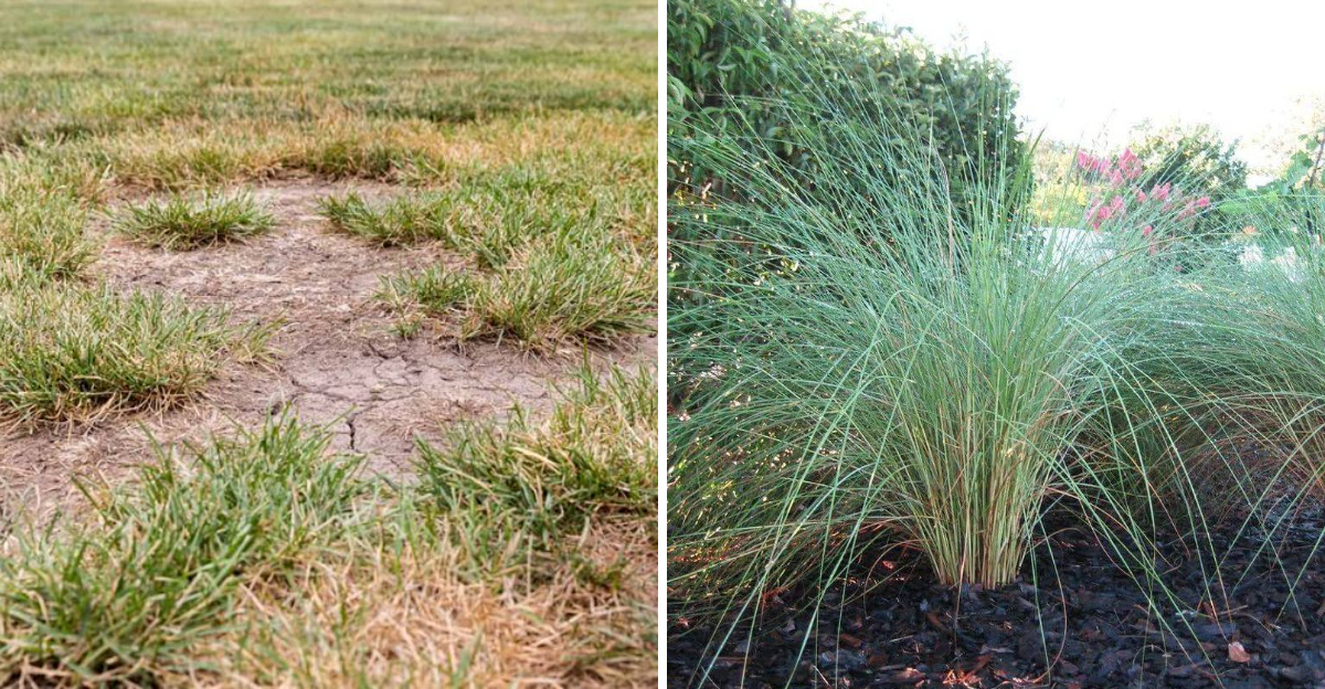 Sand cordgrass