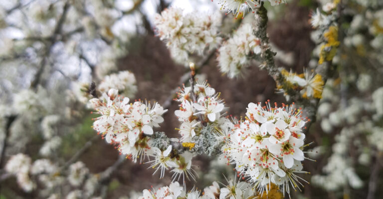 Chickasaw Plum