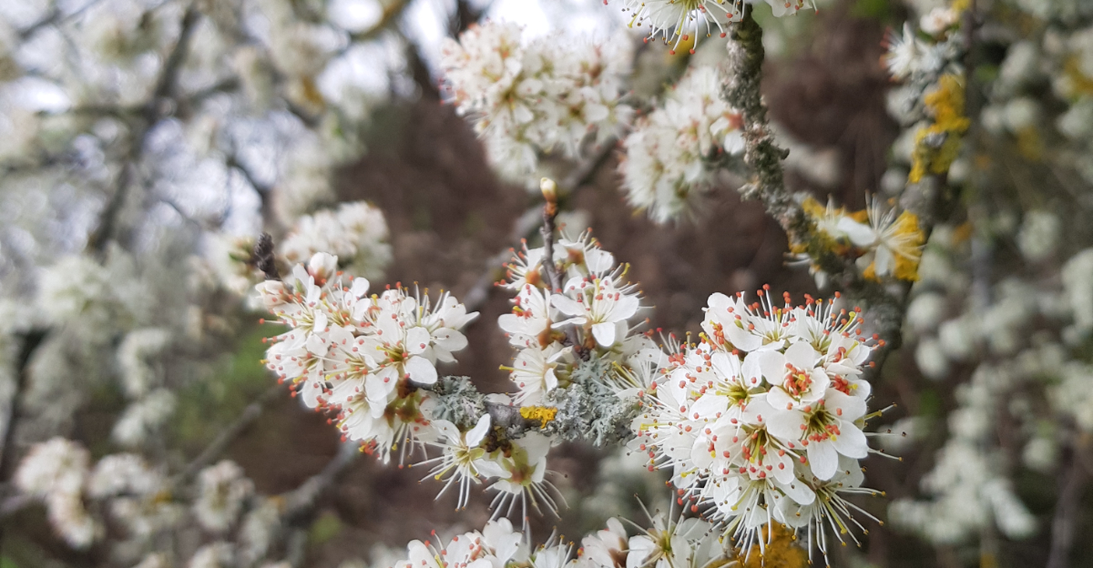 Chickasaw Plum