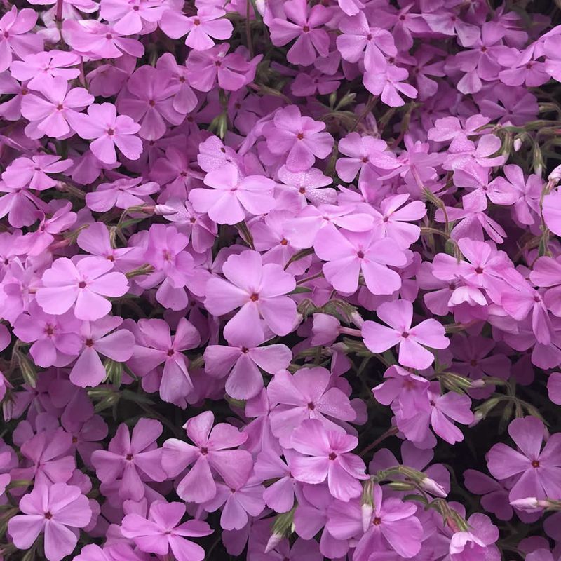 This Native Forms A Tight Evergreen Mat