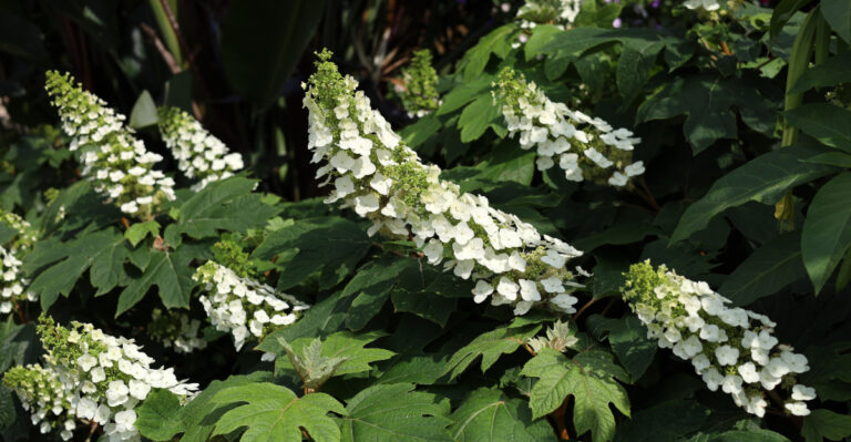hydrangea (featured image)