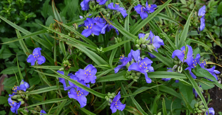 plant (featured image)