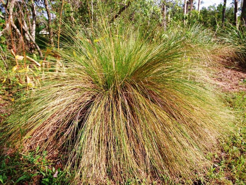 This Native Grass Works Best In Swales And Low Spots