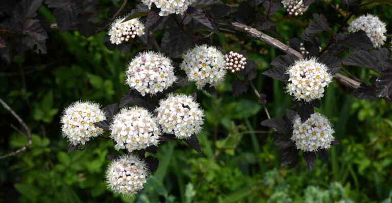 This Native Indiana Shrub Looks Stunning Along A Driveway And Asks For Almost Nothing In Return