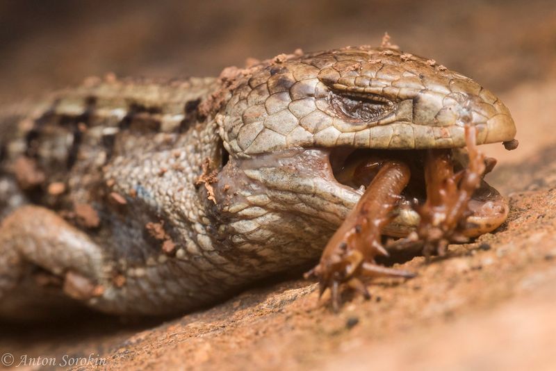 This Native Lizard Eats More Pests Than Homeowners Realize