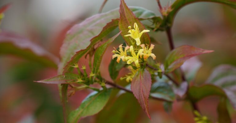 northern bush honeysuckle