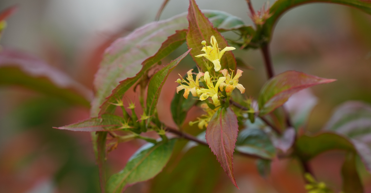 northern bush honeysuckle