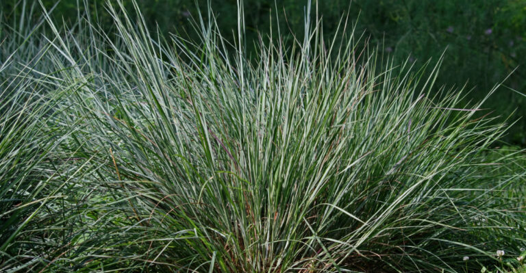 This Native Missouri Grass Makes Flower Beds Look High-End