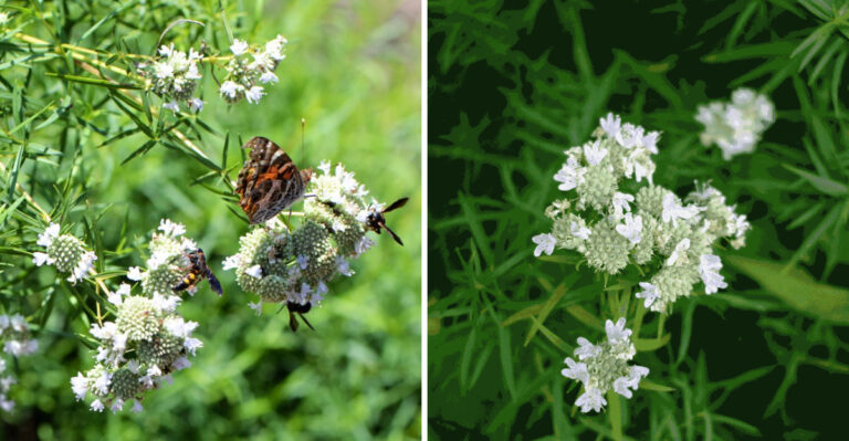 This Native North Carolina Plant Turns A Sunny Garden Edge Into A Pollinator Magnet