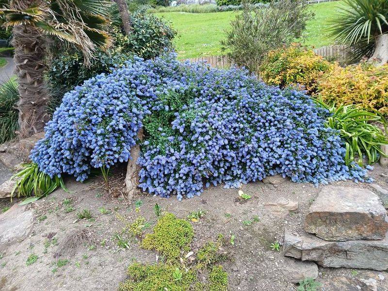 This Native Shrub Does Not Need Rich Garden Soil