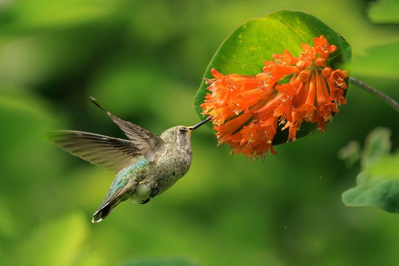 This Native Vine Brings Hummingbirds To Arbors And Fences