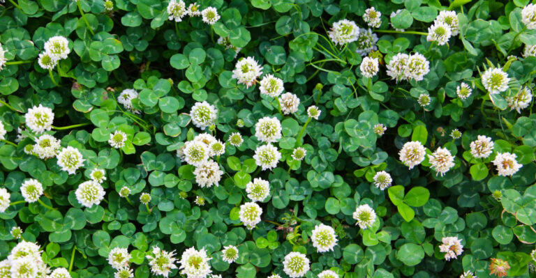 This Natural Idaho Wildflower Is Spreading Through Lawns And Making Them Look Better