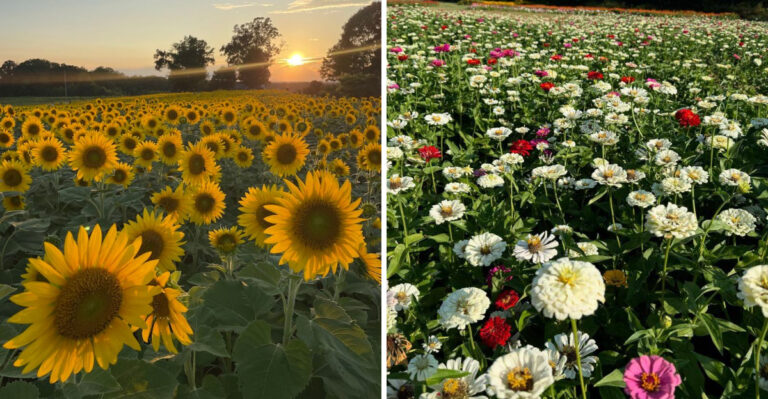 This North Carolina Flower Farm Lets You Pick Sunflowers Zinnias And Cosmos Straight From The Field