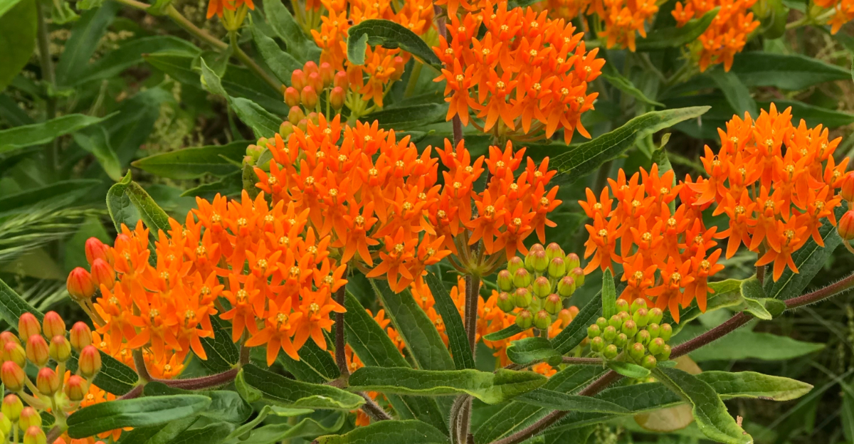 butterfly weed