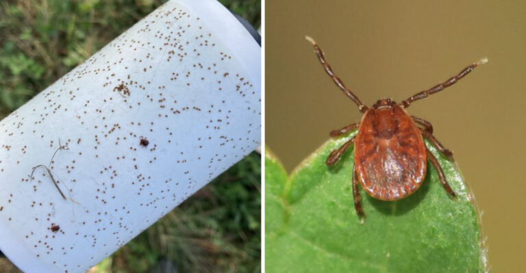 This Ohio Tick Can Reproduce Without A Mate (And Why Gardeners Should Care)