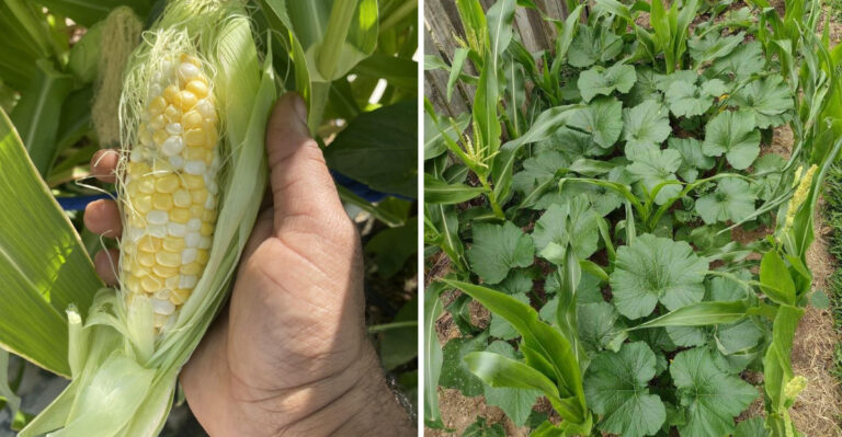 This Ohio Vegetable Produces Way More With One Simple Companion Plant