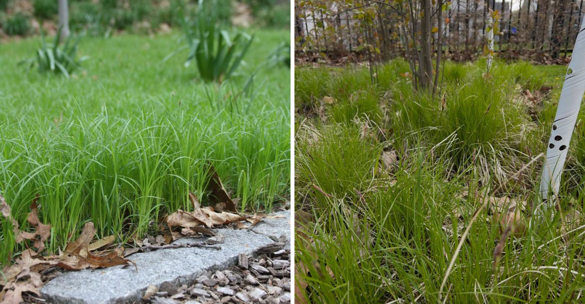 pennsylvania sedge