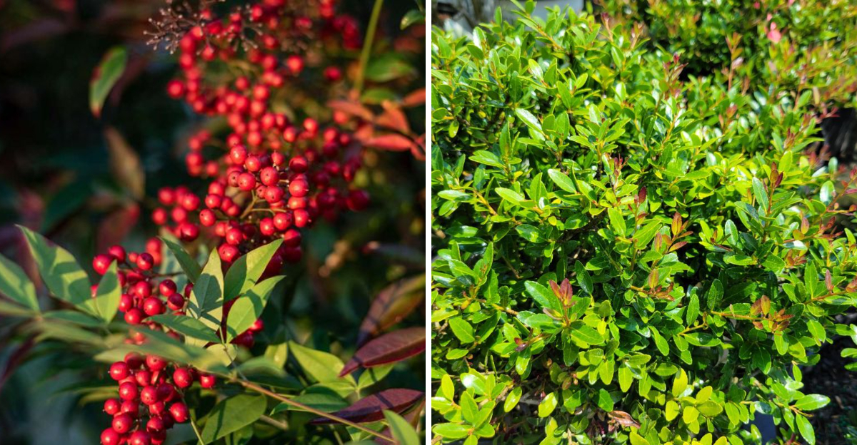 yaupon holly