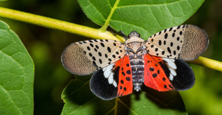 This Pennsylvania Invasive Insect Is Spreading Through Neighborhoods Faster Than Most Experts Predicted